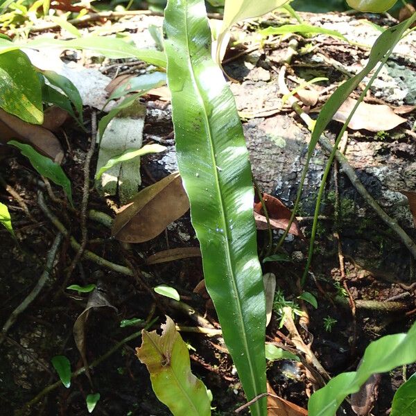 Asplenium africanum Hoja