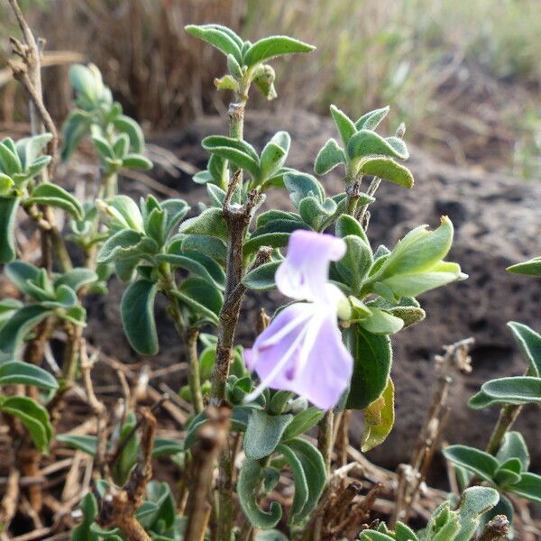 Dicliptera napierae Elinympäristö