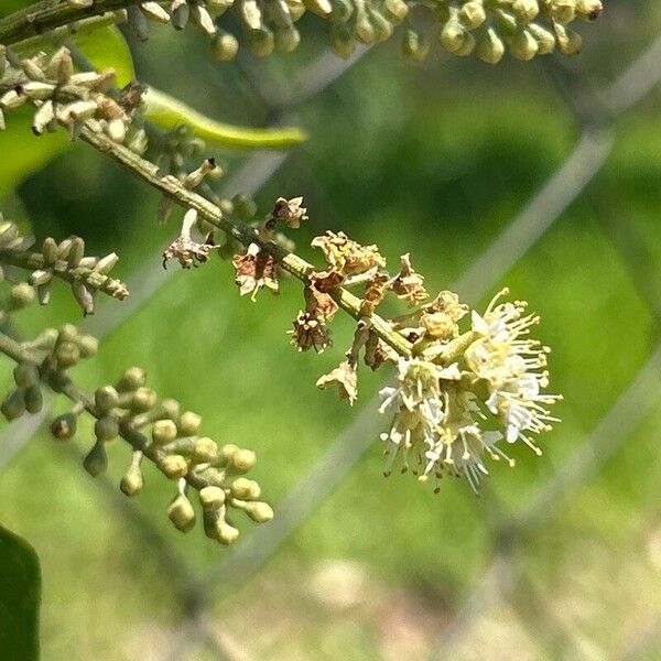 Combretum leprosum Kvet