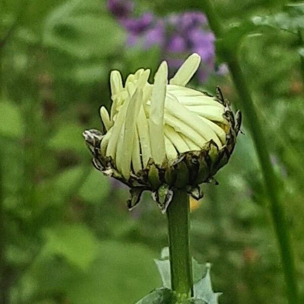 Leucanthemum maximum Flower