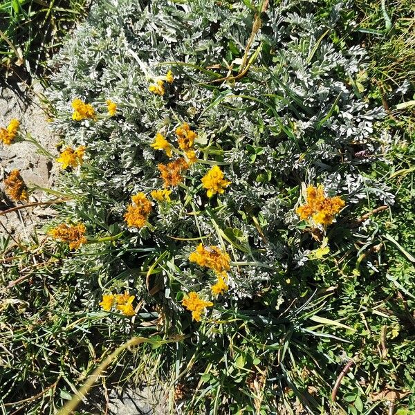 Jacobaea incana Flower