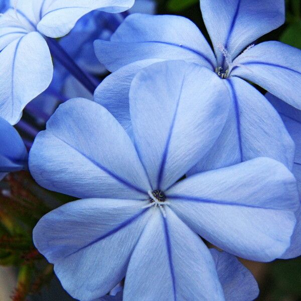 Plumbago auriculata ফুল