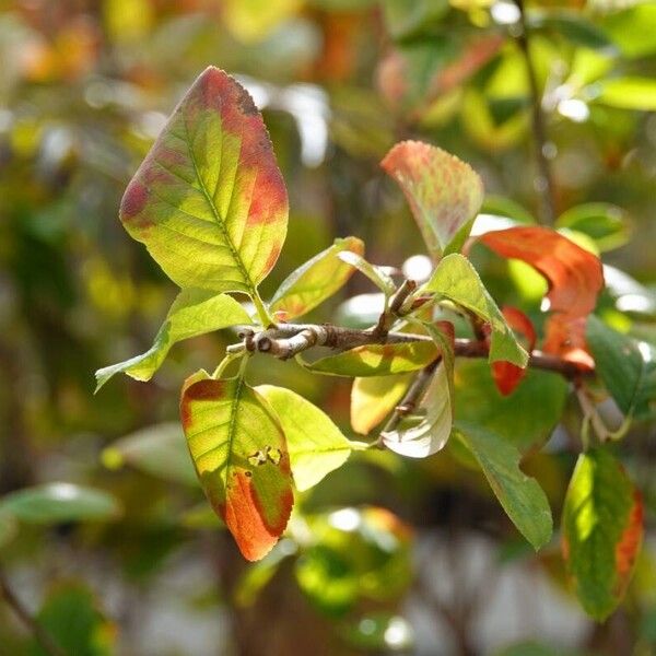 Aronia melanocarpa Hábito