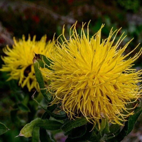 Centaurea macrocephala Flower