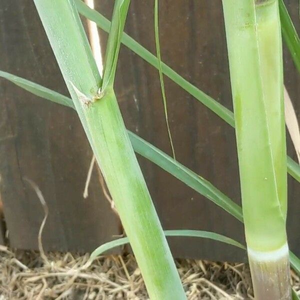 Saccharum officinarum Leaf