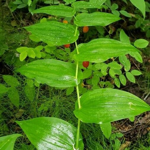 Streptopus amplexifolius Leaf