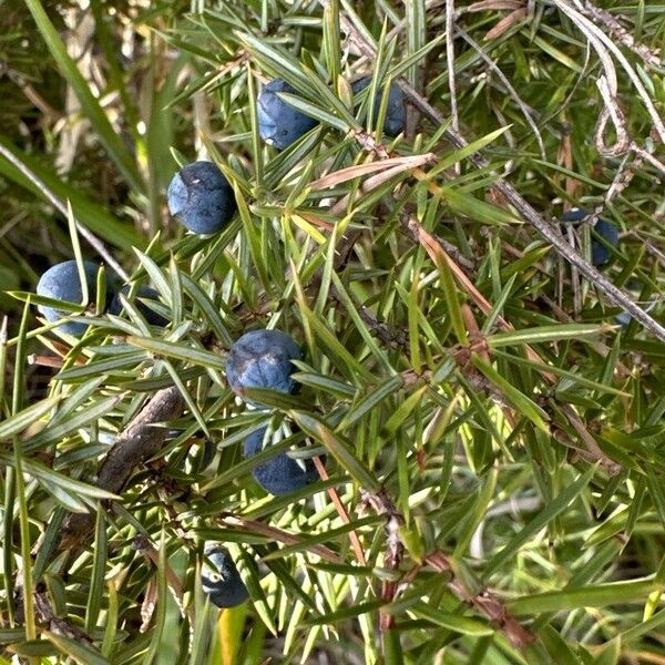 Juniperus communis Lehti