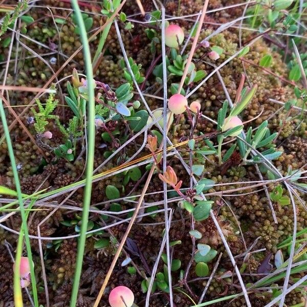 Vaccinium oxycoccos Fruit