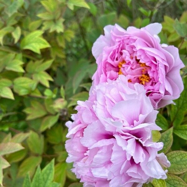 Paeonia × suffruticosa Floare