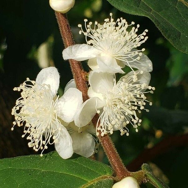 Eugenia stipitata Flors