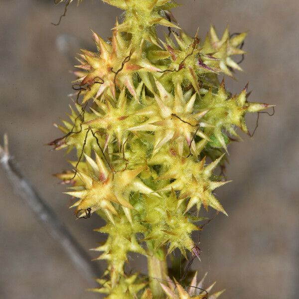 Ambrosia chamissonis Blomma