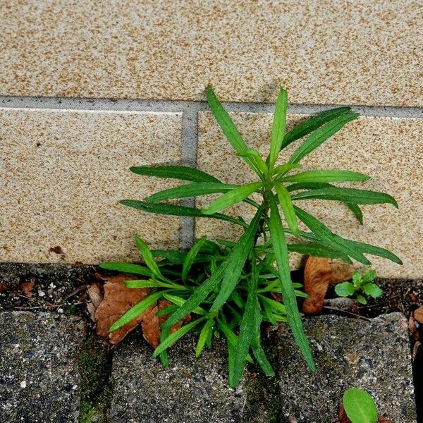 Artemisia dracunculus Elinympäristö