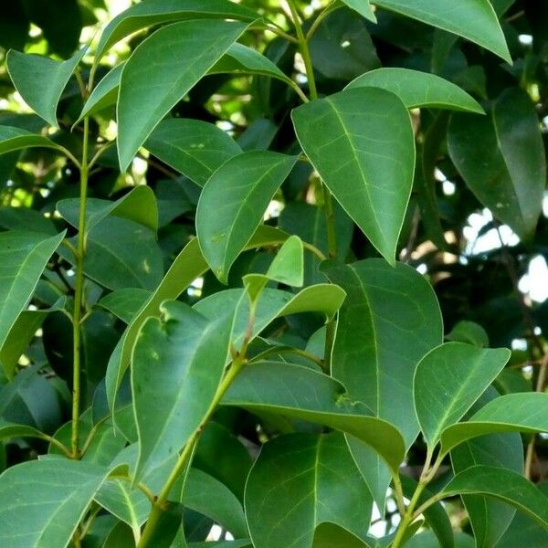 Ligustrum lucidum Leaf