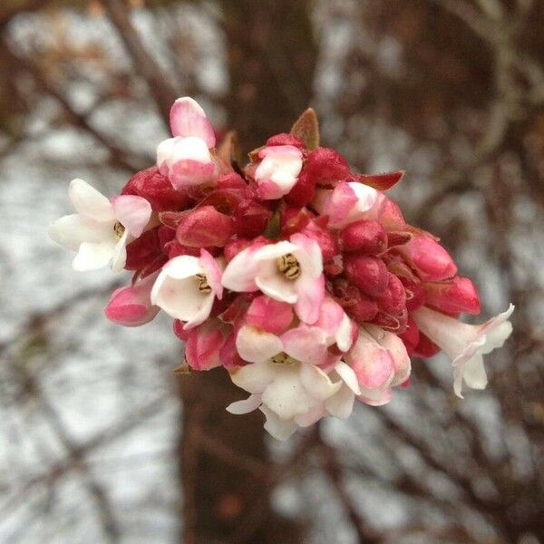 Viburnum farreri Flor