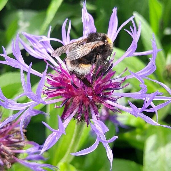 Centaurea montana Flor