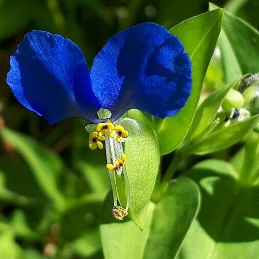 Commelina communis 花