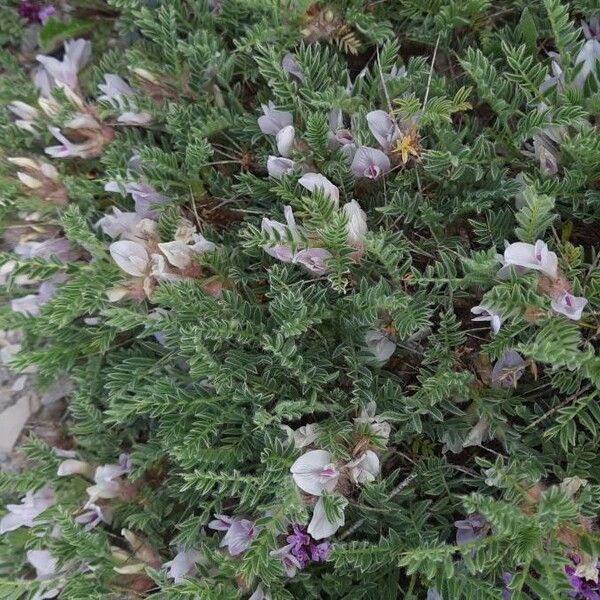 Astragalus sempervirens عادت داشتن