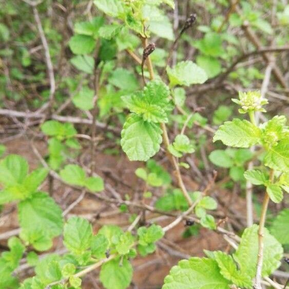 Lantana viburnoides برگ