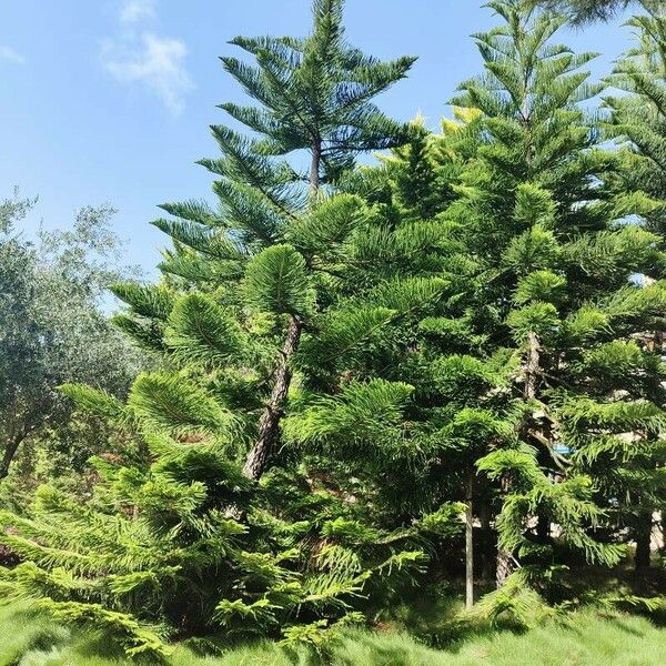 Araucaria heterophylla 形態