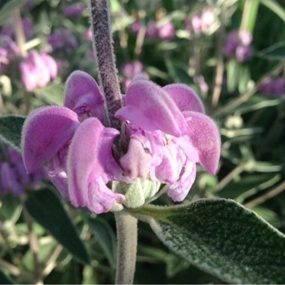 Phlomis purpurea Кветка