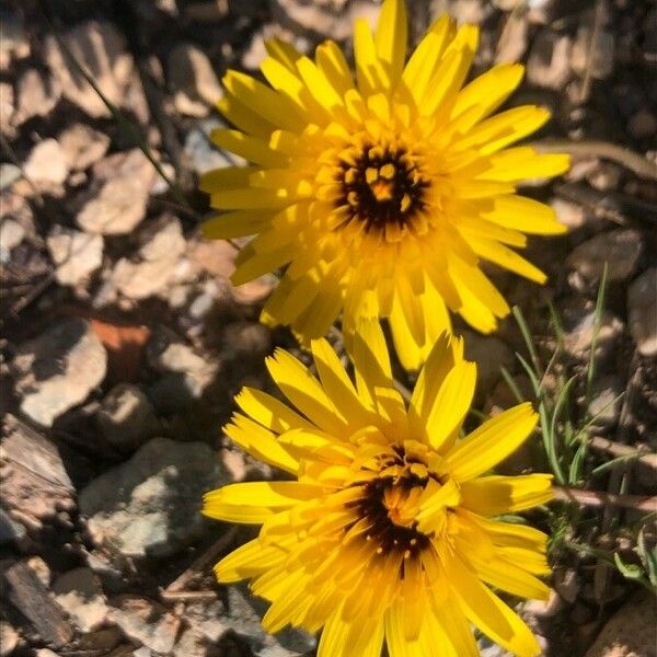 Reichardia tingitana Flower