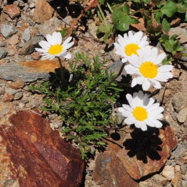 Leucanthemopsis alpina Cvet