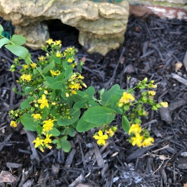 Hypericum punctatum Blüte