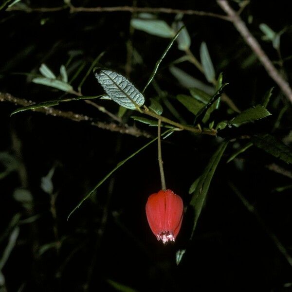 Crinodendron hookerianum Λουλούδι