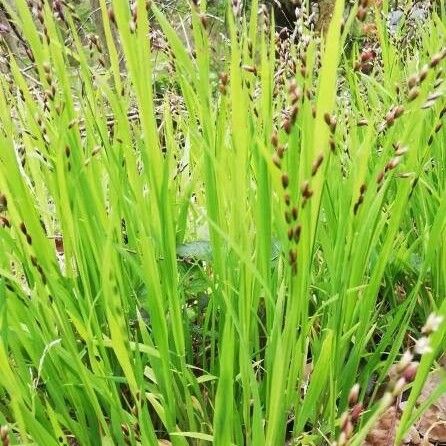 Melica uniflora Habitus