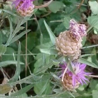 Centaurea jacea Fleur