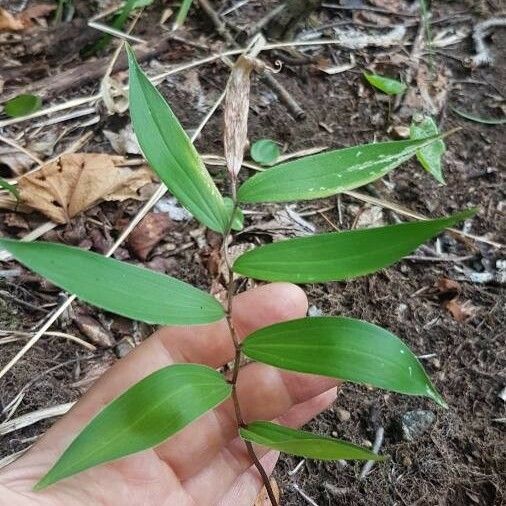 Streptopus lanceolatus ഇല