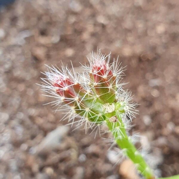 Cylindropuntia imbricata Flower