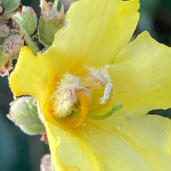 Verbascum densiflorum Flower