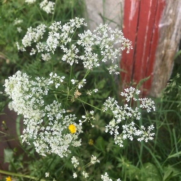 Anthriscus sylvestris Květ