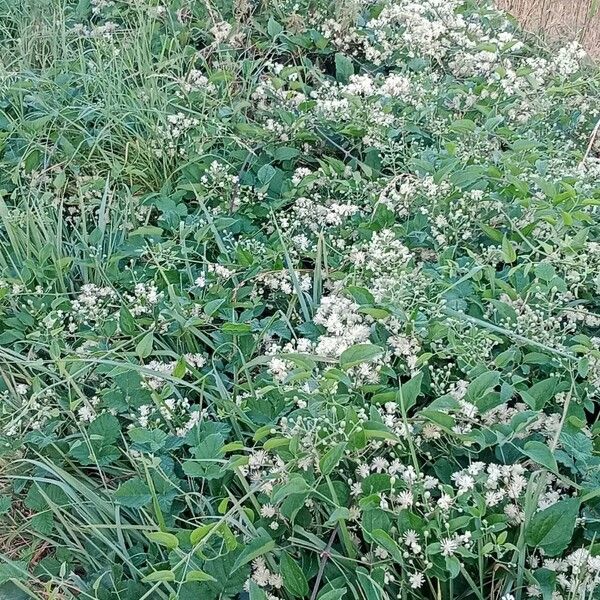 Clematis vitalba Yeri