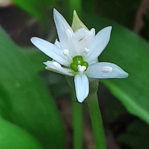 Allium ursinum Цвят