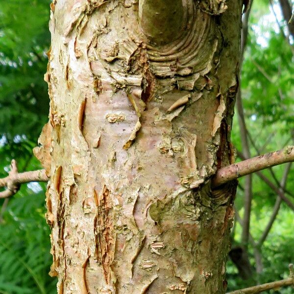 Chionanthus retusus Corteccia