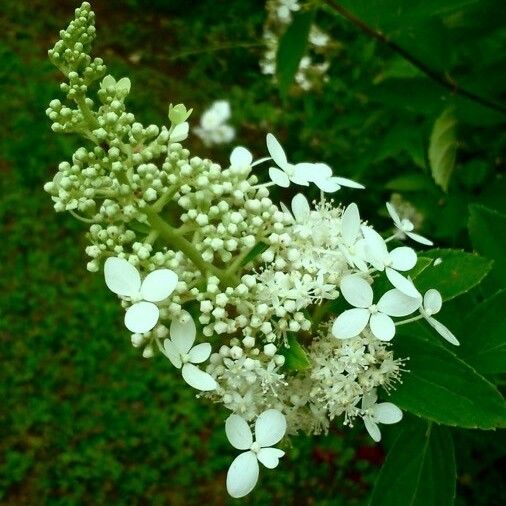 Hydrangea paniculata Květ