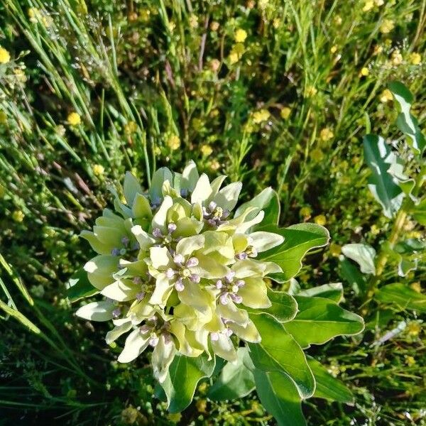 Asclepias viridis Kukka