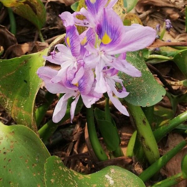 Pontederia crassipes Blüte