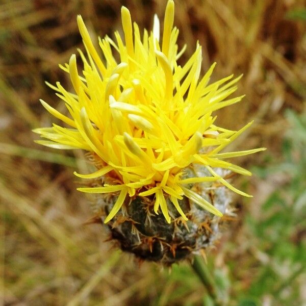 Centaurea collina Flor