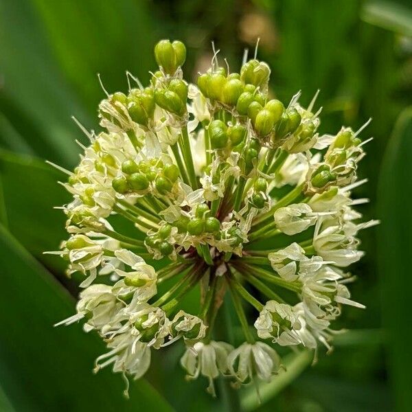 Allium victorialis Flower