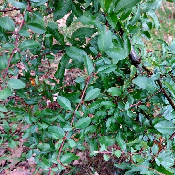 Pyracantha coccinea Fuelha