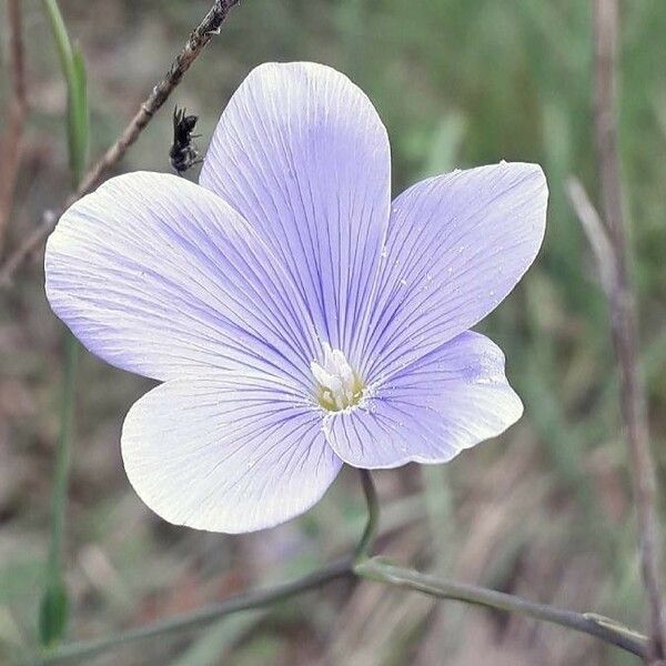 Linum narbonense Flors