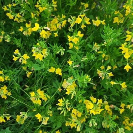 Lotus corniculatus Blomst