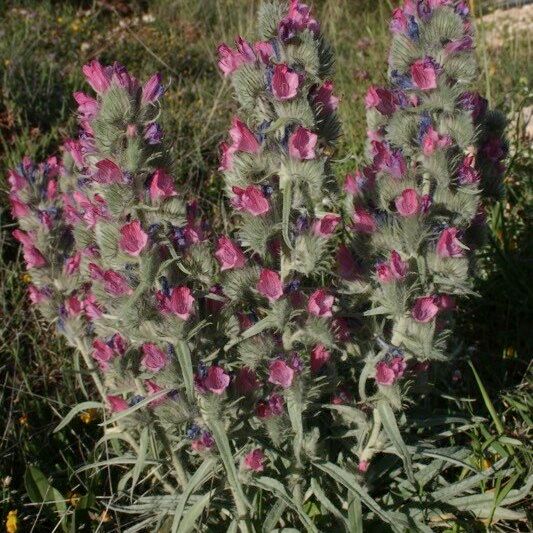 Echium albicans Flor