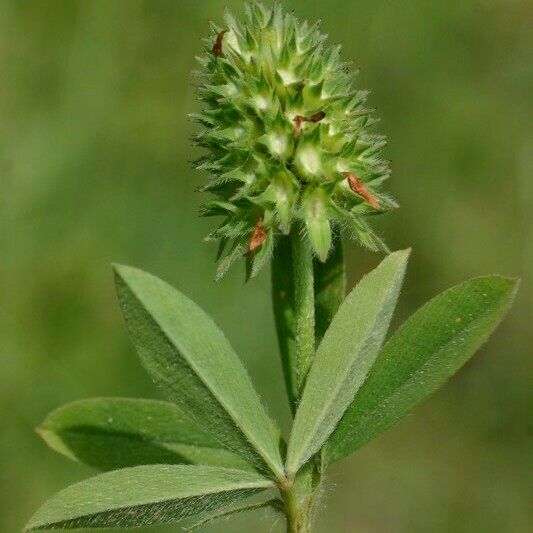 Trifolium squamosum ഇല