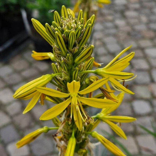 Asphodeline lutea Kukka