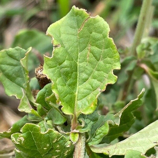 Achyranthes aspera Folla