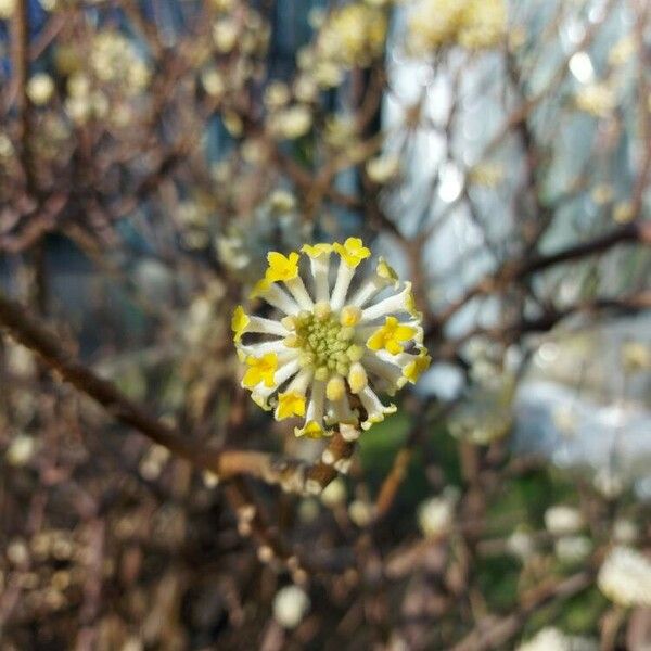 Edgeworthia chrysantha 花